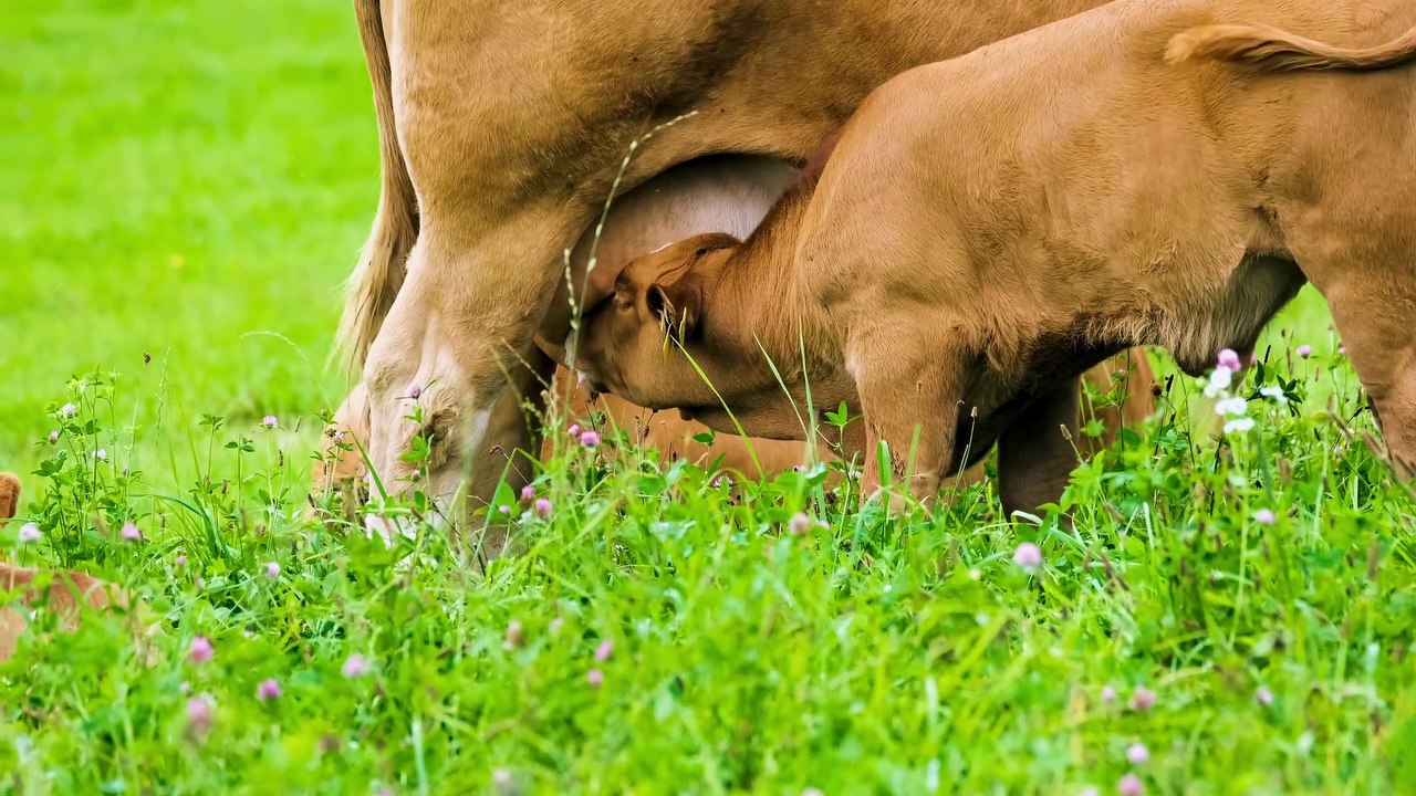 Cow -
