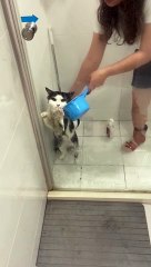 Cat Tries In Vain to Claw His Way Out of Bath Time