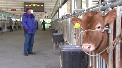 설 앞두고 열린 우시장 경매..."농민 여러분 힘내세요" / YTN