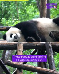 5 adorable and funny Panda moments