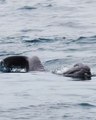 Whale and newborn calf surprise and delight in Dana Point