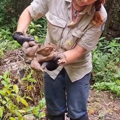 Normalden 6 kat büyük dev kurbağa bulundu