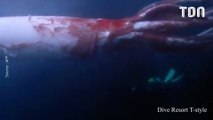 Des images spectaculaires d'un calamar géant, filmé près des côtes du Japon