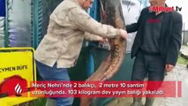 Meriç Nehri'nde 103 kilo yayın balığı yakalandı