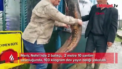 Meriç Nehri'nde 103 kilo yayın balığı yakalandı