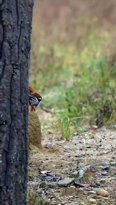 Forest king Lion is crying