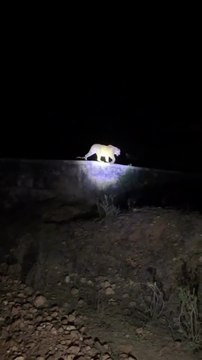 अलवर के मालाखेड़ा रेलवे स्टेशन के पास दिवार में ऐसे चलता नज़र आया पैंथर,देखे वीडियो