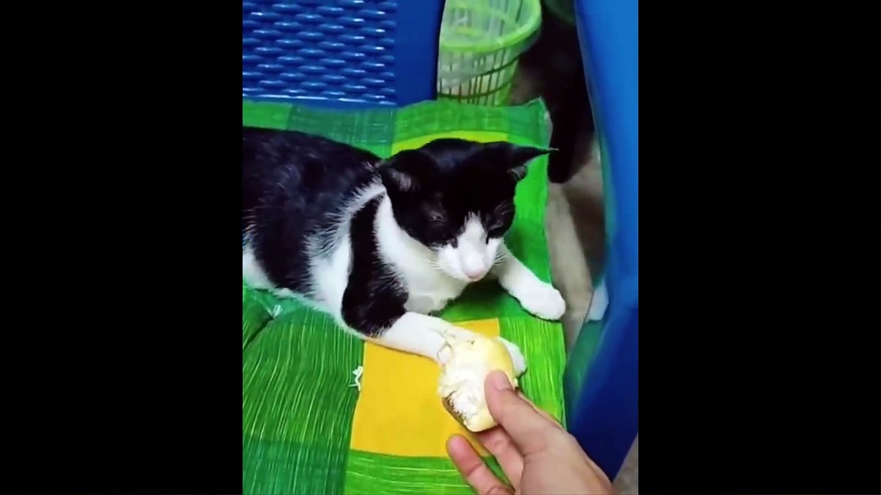 Funny Animal Videos  Funniest Cats And Dogs Videos