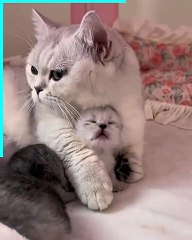 A mother cat's unconditional love for her baby