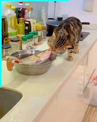 OMG this cat can eat anything