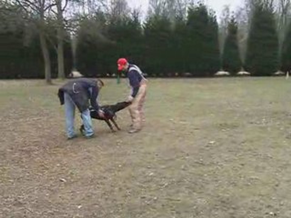 Venus mordant chambre a air gauche