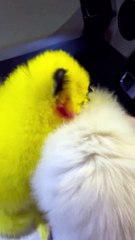 Ninel Conde pinta a su perro como pollito de feria y le llueven críticas