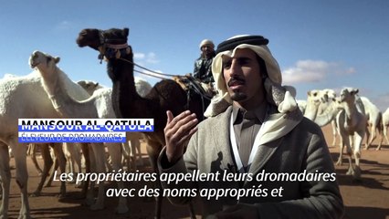 Arabie : entre dromadaires et éleveurs, un langage inscrit au patrimoine de l'humanité