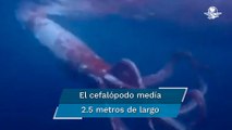 Buceadores logran captar a un calamar gigante frente a costa de Japón