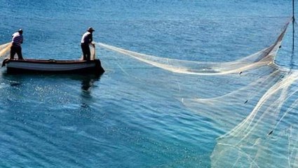 Edirne'de nehre ağ geren balıkçılar, yakaladıkları avı görünce gözlerine inanamadı! Tamı tamına 103 kilo