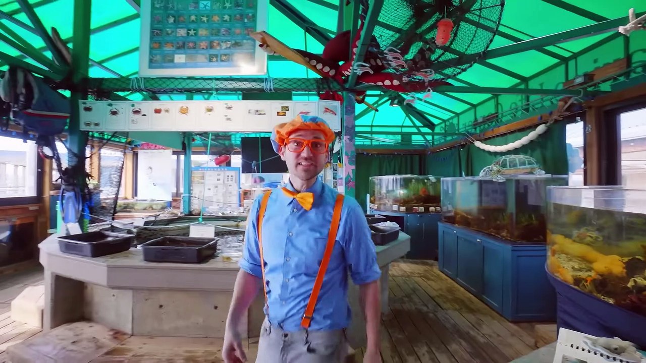 Aprende sobre Animales Acuáticos con Blippi | Aprende con blippi | Videos educativos para niños