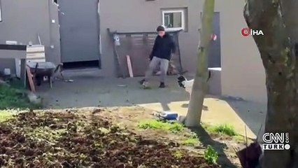 "Efe" adlı horozun futbol aşkı