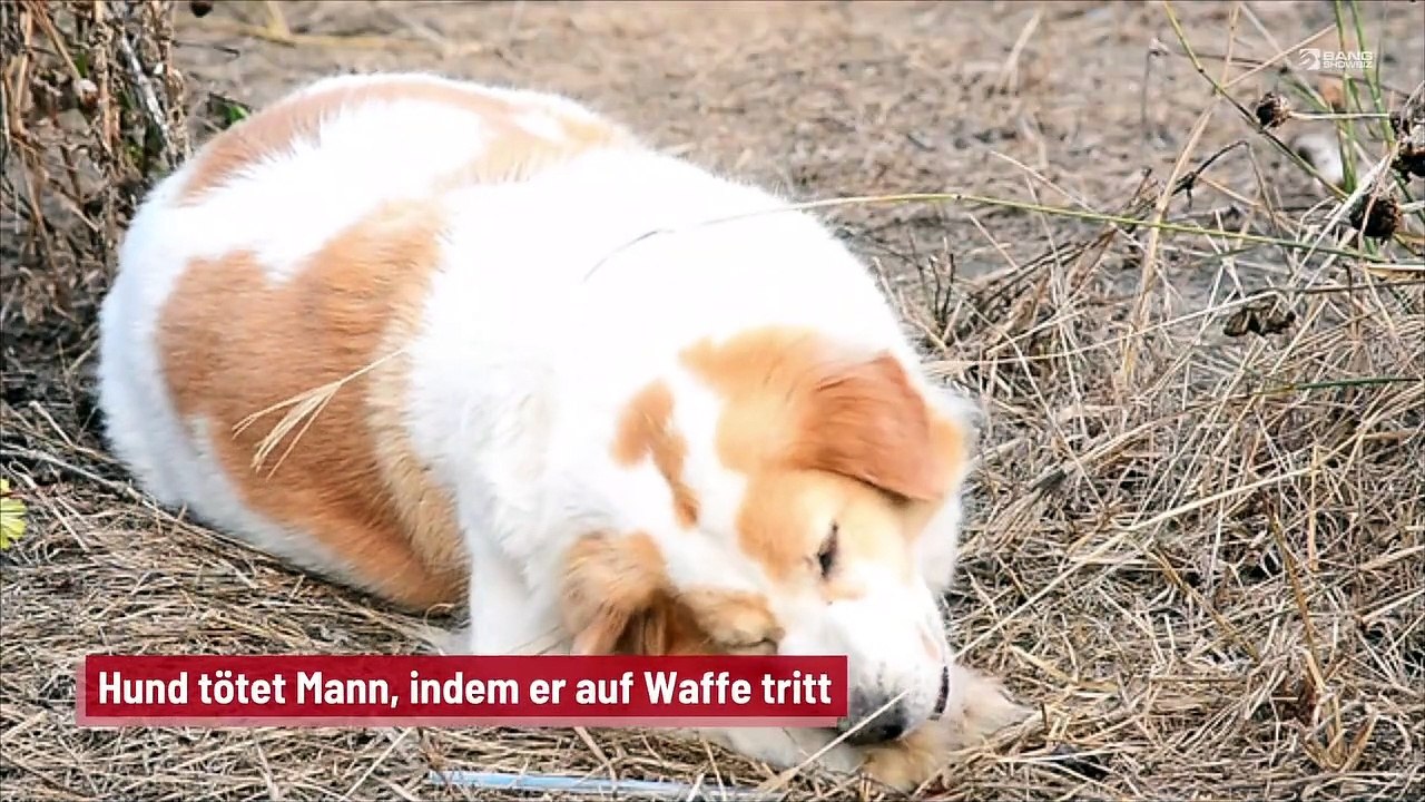 Hund tötet Mann, indem er auf Waffe tritt