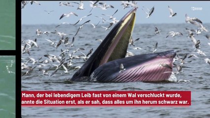 Mann von Wal verschluckt