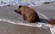 Görüntü Türkiye'nin turizm cennetinden! Yaban domuzu, sahilde ufuklara dalıp gitti