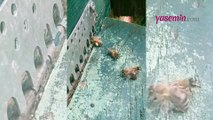 Kovalarının girişlerini koruyan bekçi arılar izleyenleri hayrete düşürdü!