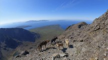 Amazing wolfdogs tackle hair-raising terrain during a climbing adventure in the Scottish Highlands