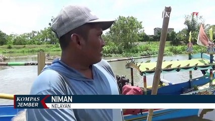 Buaya MunculKembali di Muara Meleman, DiperkirakanAda6 Ekor