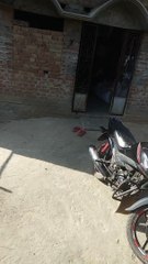 New baby born my home #birds