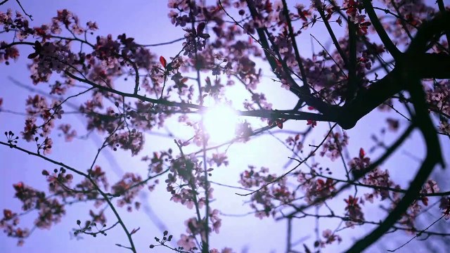 Bangla Gojol, bangla gazal, notun gojol, islamic gojol, islamic gazal,2023 gazal,sera gojol