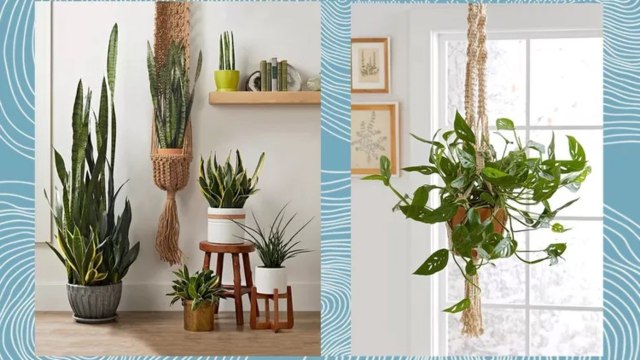 How Houseplants Can Help You Fight the Winter Blues