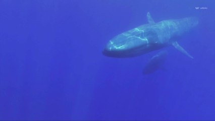 NOAA Announces Alarming Spike in Stranded and Dead Whales Washing Ashore