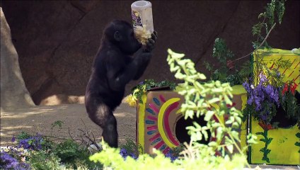 How Else Do You Celebrate Your Birthday? A Gorilla Does So By Tumbling Around and Being Goofy