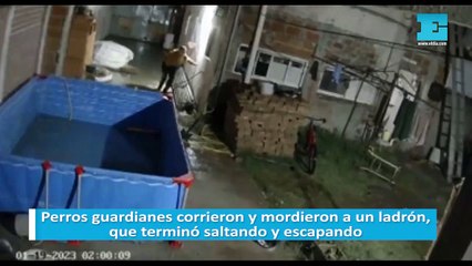 Perros guardianes corrieron y mordieron a un ladrón, que terminó saltando y escapando