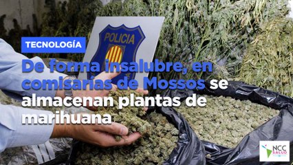 De forma insalubre, en comisarías de Mossos se almacenan plantas de marihuana