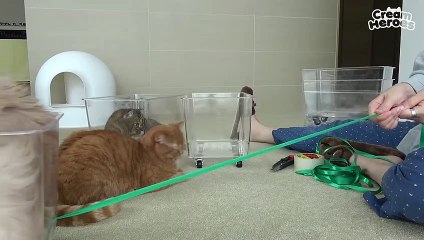 THE CAT TRAIN IS READY TO DEPART