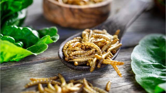 Ekel oder Segen: Insekten könnten zukünftig öfter auf unseren Tellern landen