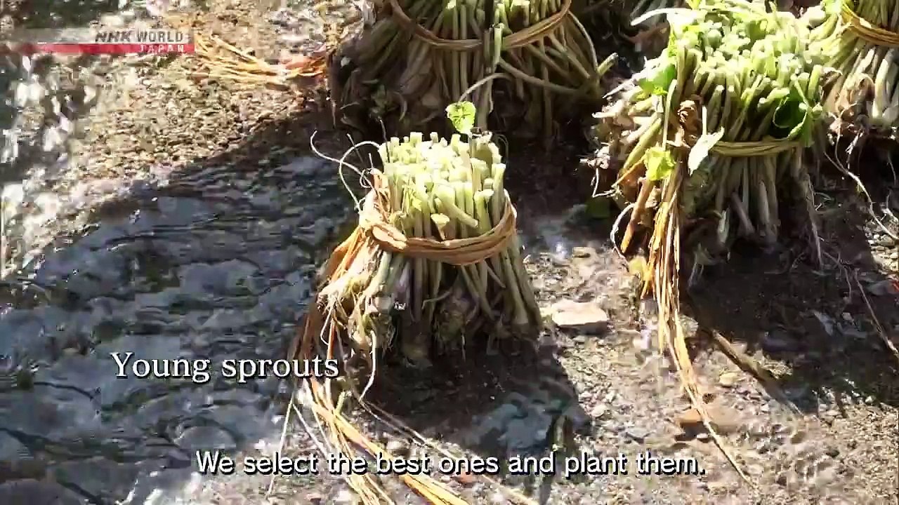 TRAILS TO OISHII TOKYO - WASABI