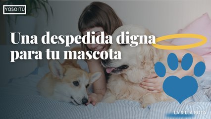 Cómo darle una despedida digna a tu mascota_ Conoce Pets In The Sky