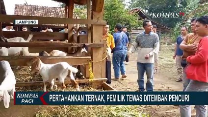 Seorang Warga di Lampung Utara Tewas Ditembak Pencuri saat Pertahankan Ternak!