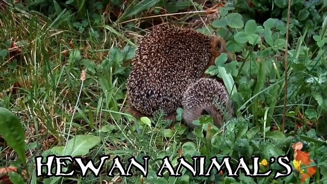 HEWAN LUCU GEMESIN DAN GEMESIN