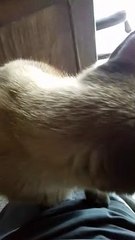 Jujuba  a  folgada ,esse pode  ser  o novo  nome dessa  amiguinha.