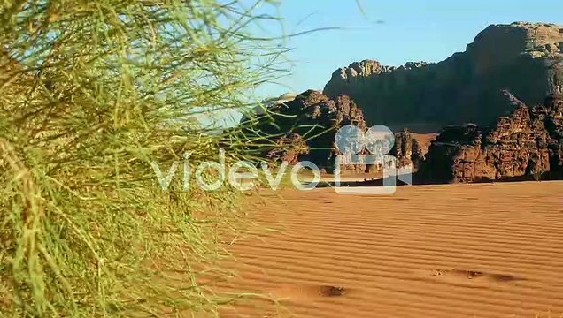 Rangila Rajasthan 0786