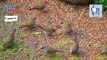 Red-browed Finch (Neochmia temporalis) | Nature is Amazing | Viral Birds Videos