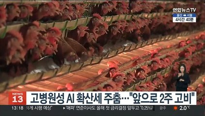 고병원성 AI 확산세 주춤…"앞으로 2주 고비"