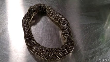 A Snake Eating Itself meme of internet #viral #trending #us #uk