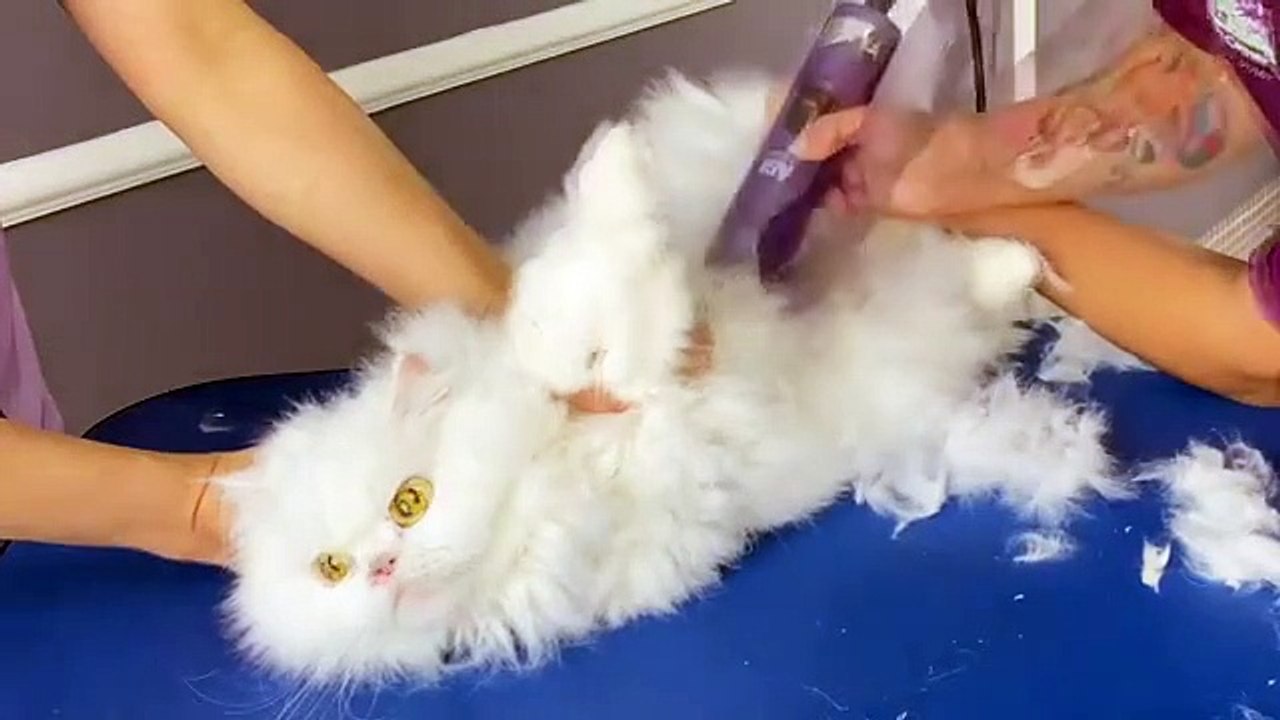 OMG!!! I CUT MY HAIR!  bathing and grooming angry cat❤️