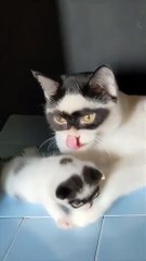 Father and Daughter Cats Share the Same 'Mask'