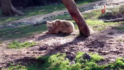 Güzel havayı gören ayılar güreş tuttu