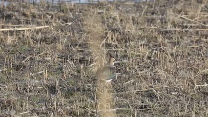Ağrı Dağı eteklerinde kar yağmadığı için kızkuşları güneye göçmedi