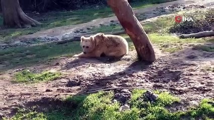 Güzel havayı gören ayılar güreşe tutundu